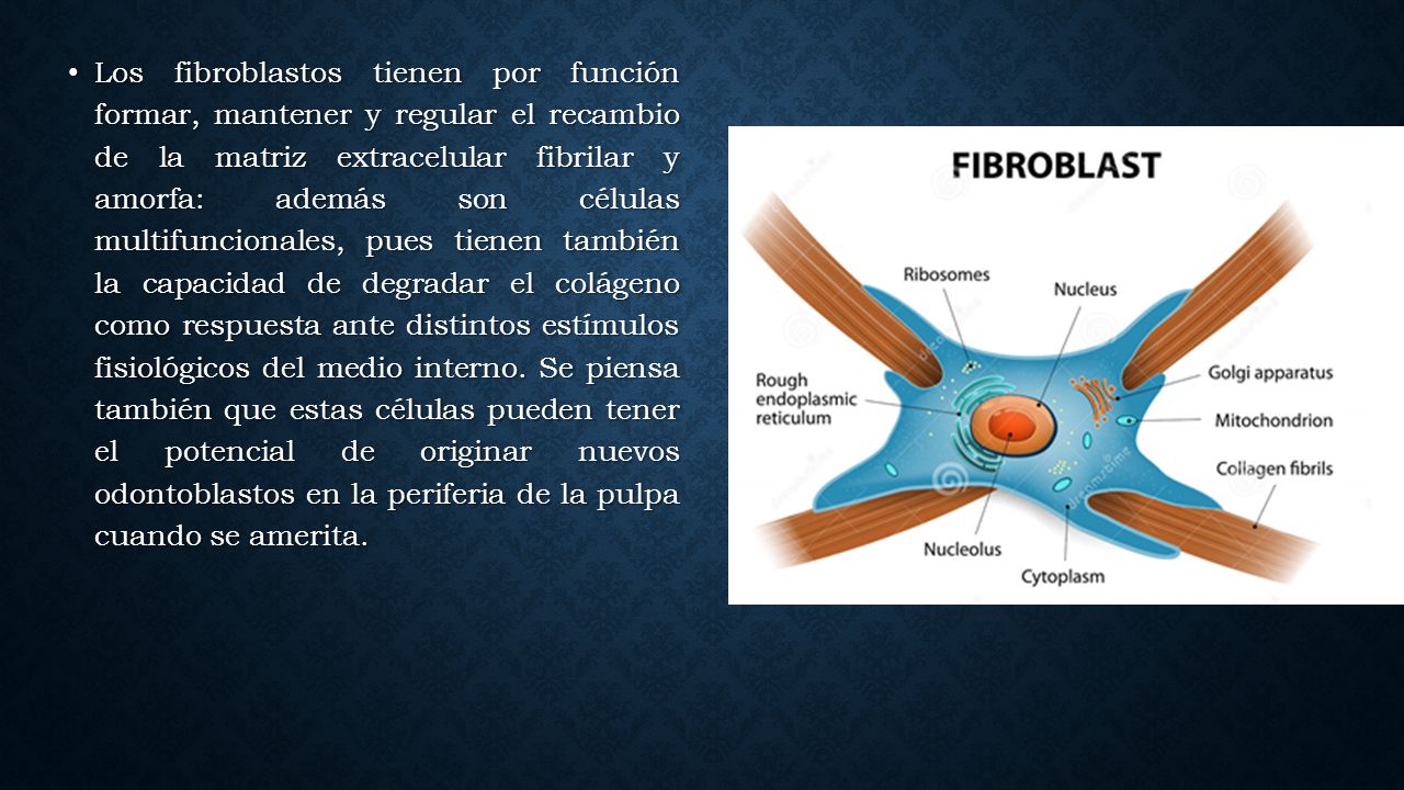 Los fibroblastos tienen por función formar, mantener y regular el recambio de la matriz extracelular fibrilar y amorfa: además son células multifuncionales, pues tienen también la capacidad de degradar el colágeno como respuesta ante distintos estímulos fisiológicos del medio interno.