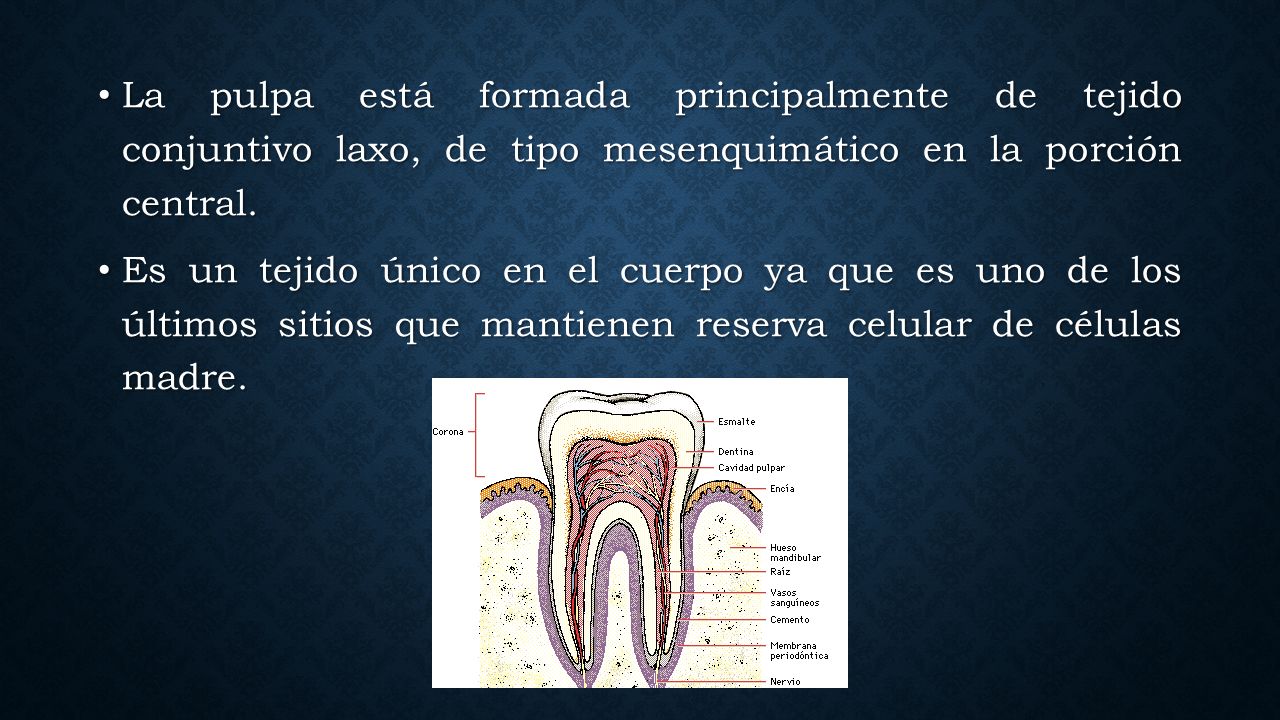 La pulpa está formada principalmente de tejido conjuntivo laxo, de tipo mesenquimático en la porción central.