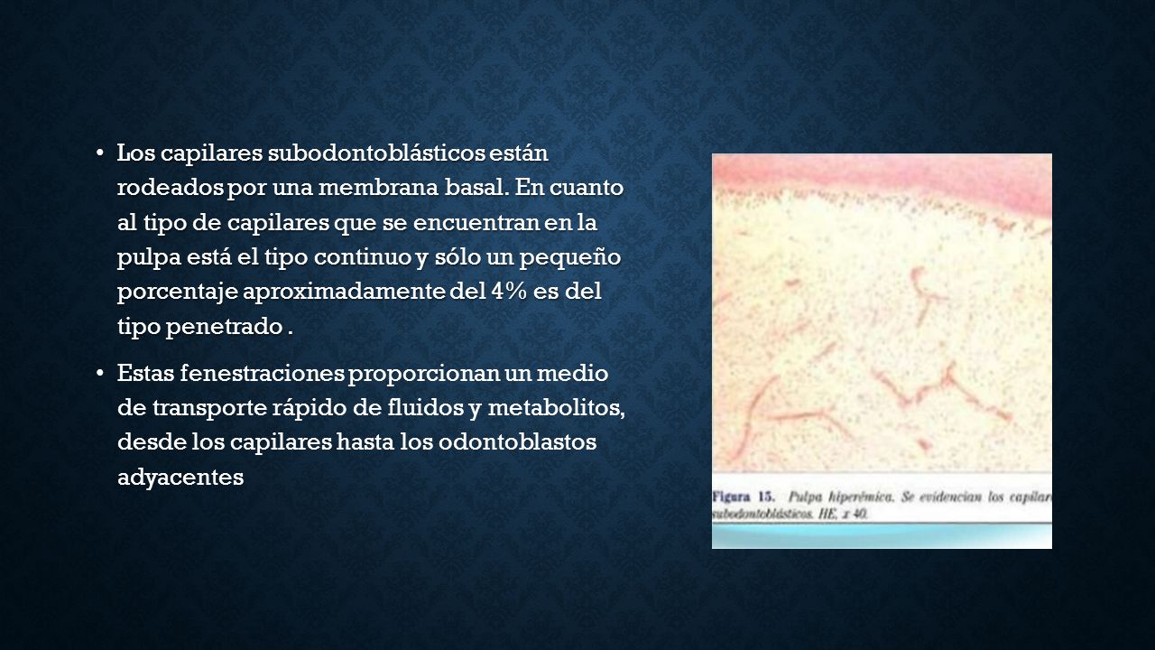 Los capilares subodontoblásticos están rodeados por una membrana basal