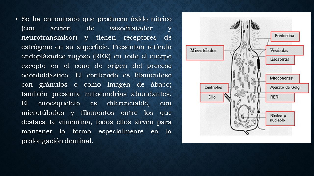 Se ha encontrado que producen óxido nítrico (con acción de vasodilatador y neurotransmisor) y tienen receptores de estrógeno en su superficie.