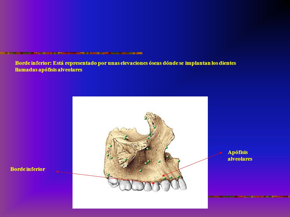 Borde inferior: Está representado por unas elevaciones óseas dónde se implantan los dientes llamadas apófisis alveolares