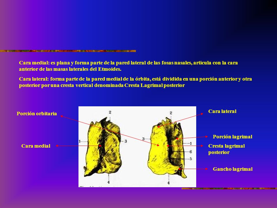 Cara medial: es plana y forma parte de la pared lateral de las fosas nasales, articula con la cara anterior de las masas laterales del Etmoides.