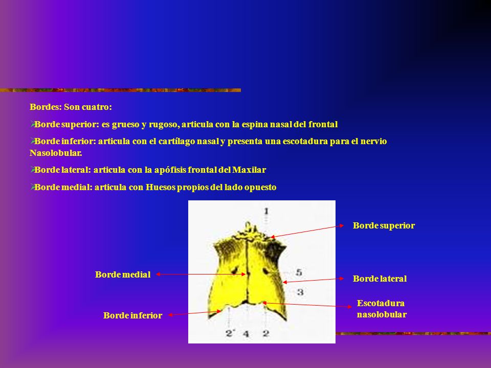 Bordes: Son cuatro: Borde superior: es grueso y rugoso, articula con la espina nasal del frontal.