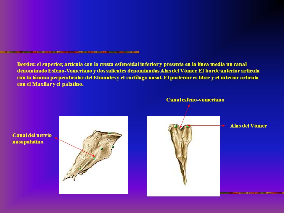 Bordes: el superior, articula con la cresta esfenoidal inferior y presenta en la línea media un canal denominado Esfeno-Vomeriano y dos salientes denominadas Alas del Vómer. El borde anterior articula con la lámina perpendicular del Etmoides y el cartílago nasal. El posterior es libre y el inferior articula con el Maxilar y el palatino.