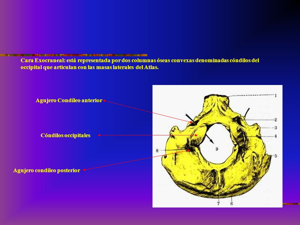 Cara Exocraneal: está representada por dos columnas óseas convexas denominadas cóndilos del occipital que articulan con las masas laterales del Atlas.