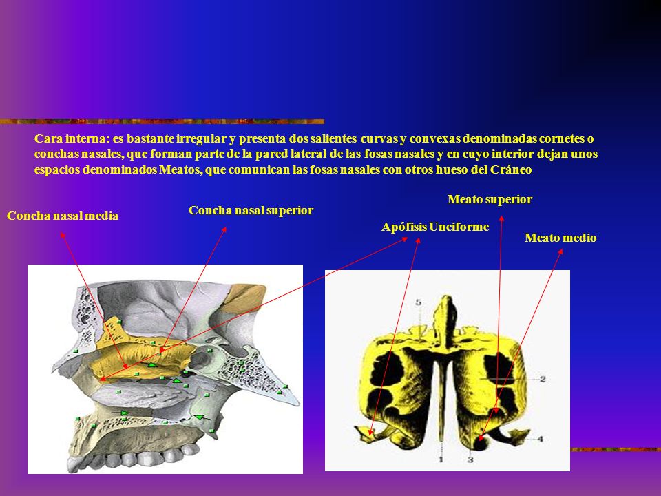 Cara interna: es bastante irregular y presenta dos salientes curvas y convexas denominadas cornetes o conchas nasales, que forman parte de la pared lateral de las fosas nasales y en cuyo interior dejan unos espacios denominados Meatos, que comunican las fosas nasales con otros hueso del Cráneo