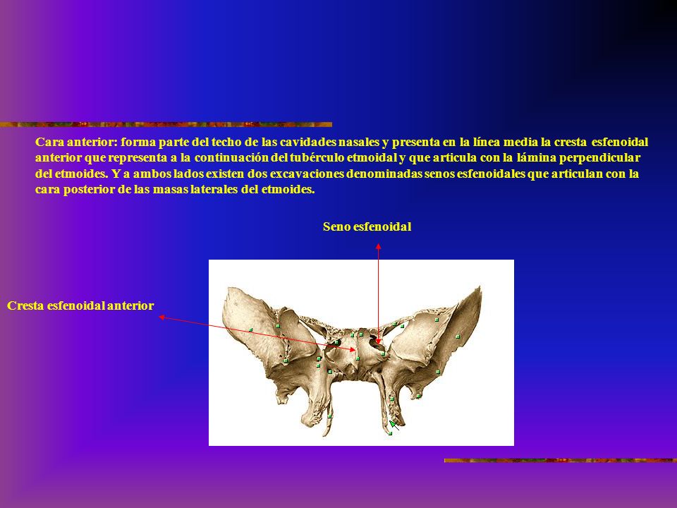 Cara anterior: forma parte del techo de las cavidades nasales y presenta en la línea media la cresta esfenoidal anterior que representa a la continuación del tubérculo etmoidal y que articula con la lámina perpendicular del etmoides. Y a ambos lados existen dos excavaciones denominadas senos esfenoidales que articulan con la cara posterior de las masas laterales del etmoides.