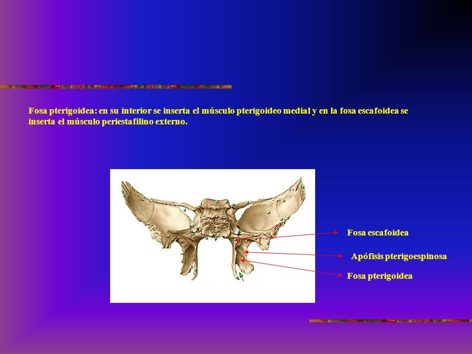 Fosa pterigoidea: en su interior se inserta el músculo pterigoideo medial y en la fosa escafoidea se inserta el músculo periestafilino externo.