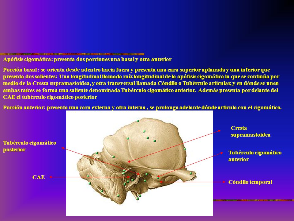 Apófisis cigomática: presenta dos porciones una basal y otra anterior