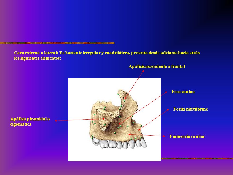 Cara externa o lateral: Es bastante irregular y cuadrilátera, presenta desde adelante hacia atrás los siguientes elementos: