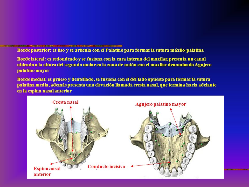 Borde posterior: es liso y se articula con el Palatino para formar la sutura máxilo-palatina