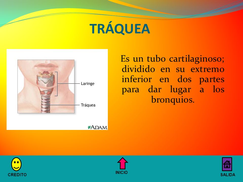 TRÁQUEA Es un tubo cartilaginoso; dividido en su extremo inferior en dos partes para dar lugar a los bronquios.
