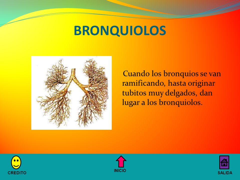 BRONQUIOLOS Cuando los bronquios se van ramificando, hasta originar tubitos muy delgados, dan lugar a los bronquiolos.