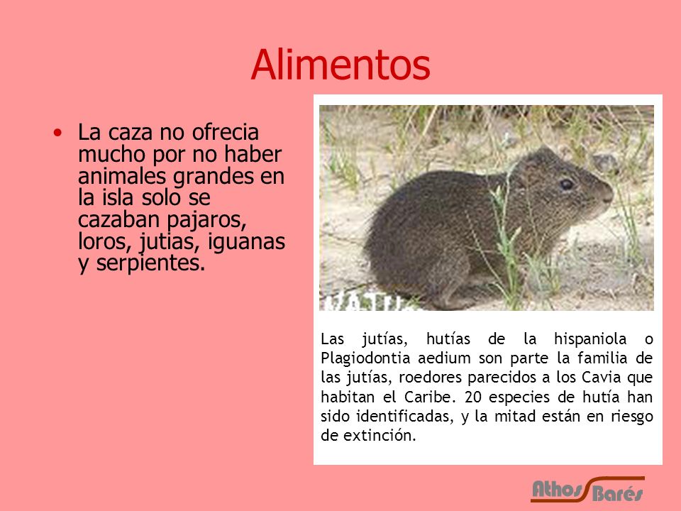 Alimentos La caza no ofrecia mucho por no haber animales grandes en la isla solo se cazaban pajaros, loros, jutias, iguanas y serpientes.