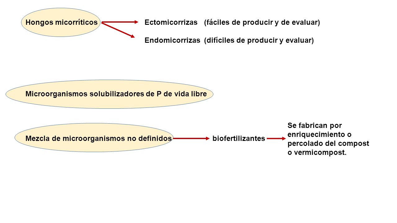 Hongos micorríticos Ectomicorrizas (fáciles de producir y de evaluar)
