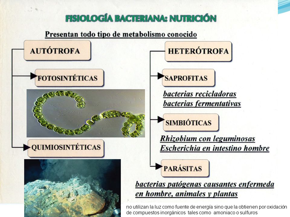 no utilizan la luz como fuente de energía sino que la obtienen por oxidación de compuestos inorgánicos tales como amoniaco o sulfuros