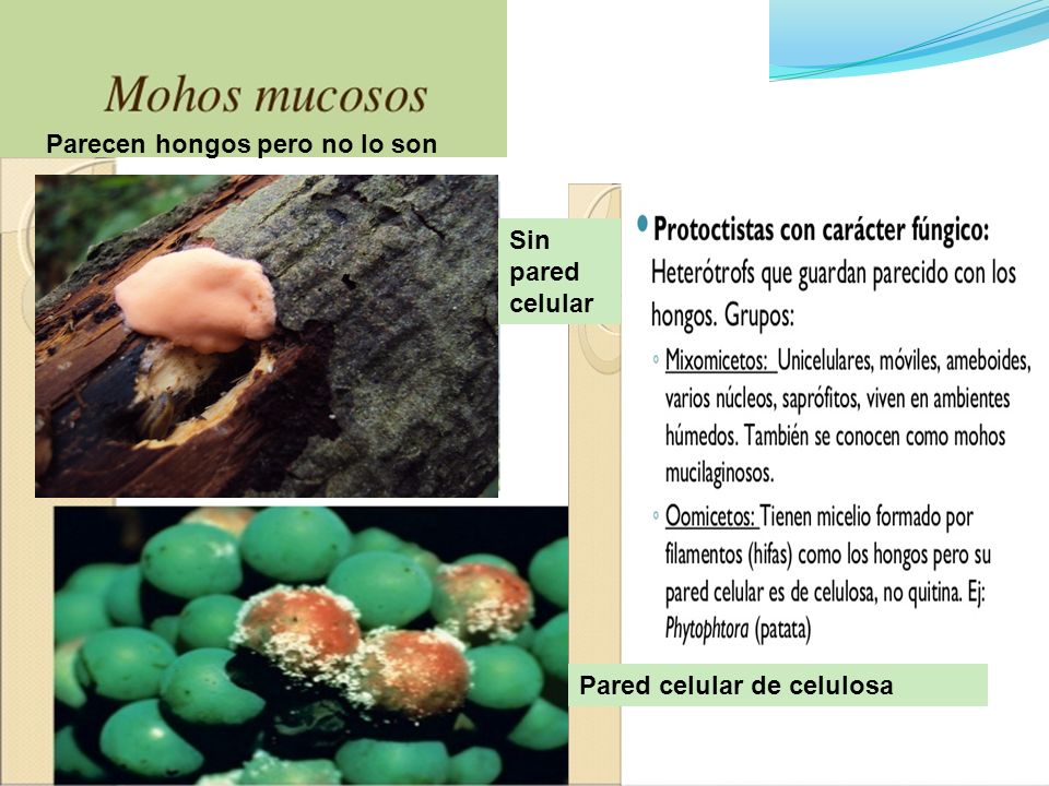Parecen ho Parecen hongos pero no lo son Sin pared celular