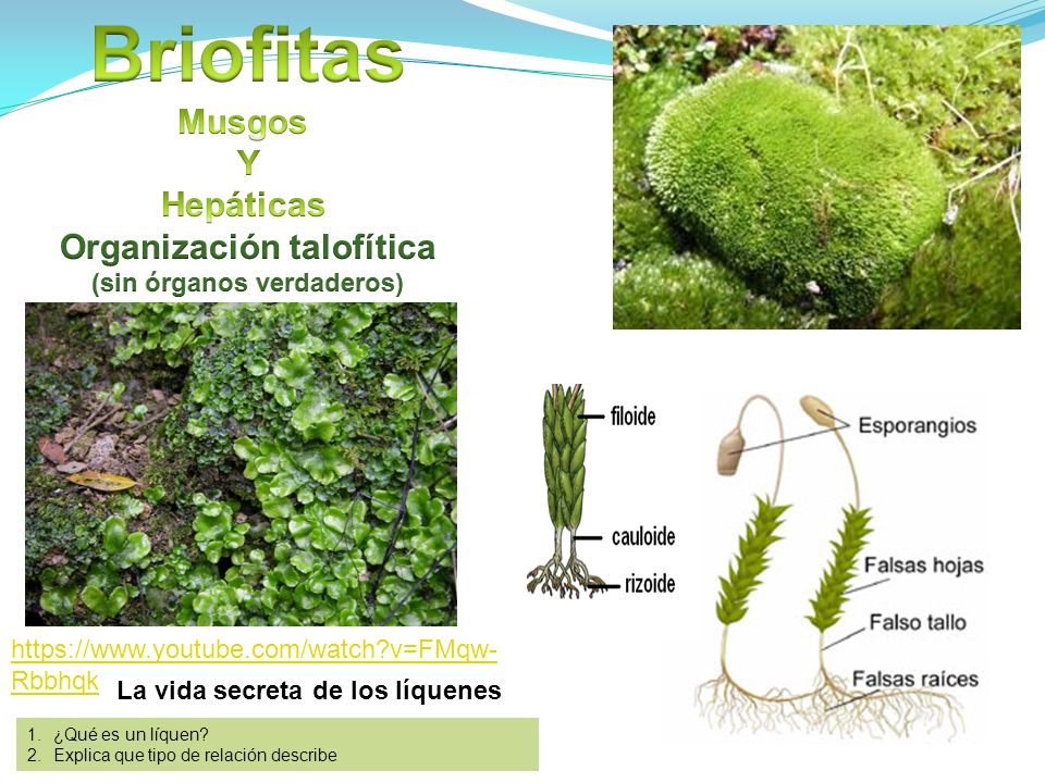 Organización talofítica (sin órganos verdaderos)