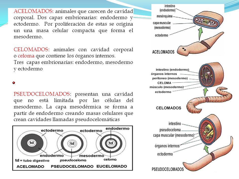 ACELOMADOS: animales que carecen de cavidad corporal