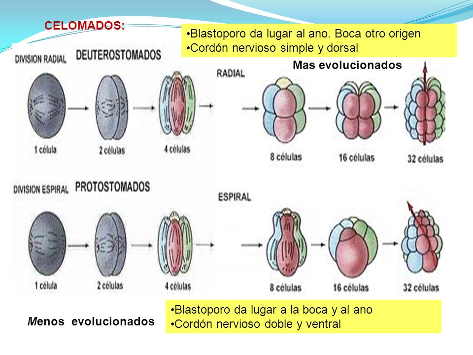 CELOMADOS: Blastoporo da lugar al ano. Boca otro origen. Cordón nervioso simple y dorsal. Mas evolucionados.