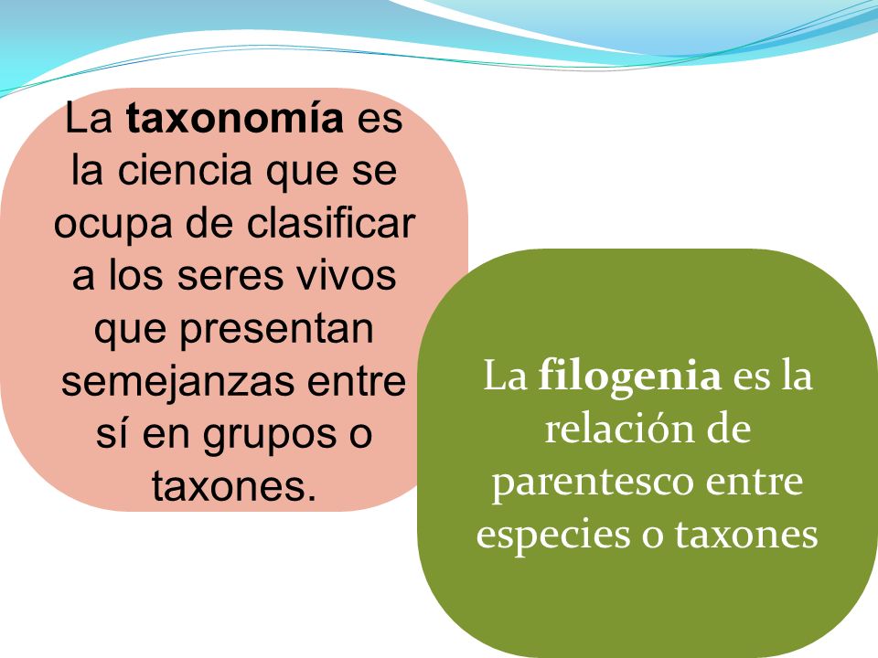 La filogenia es la relación de parentesco entre especies o taxones