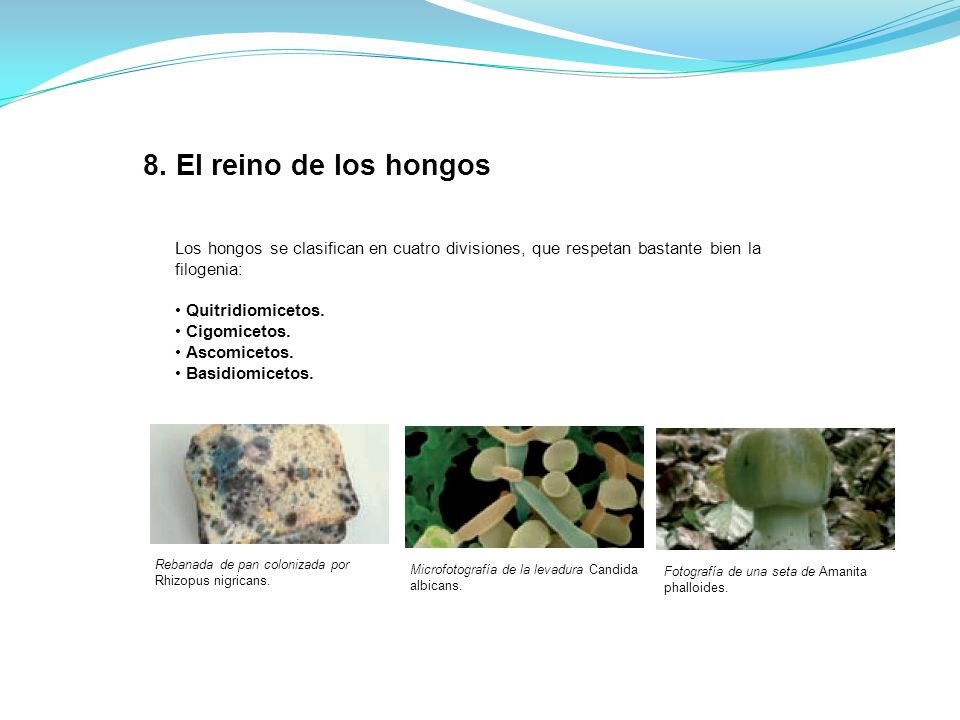 8. El reino de los hongos Los hongos se clasifican en cuatro divisiones, que respetan bastante bien la filogenia: