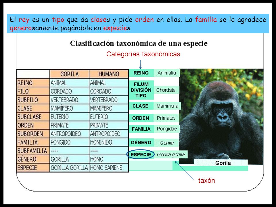El rey es un tipo que da clases y pide orden en ellas