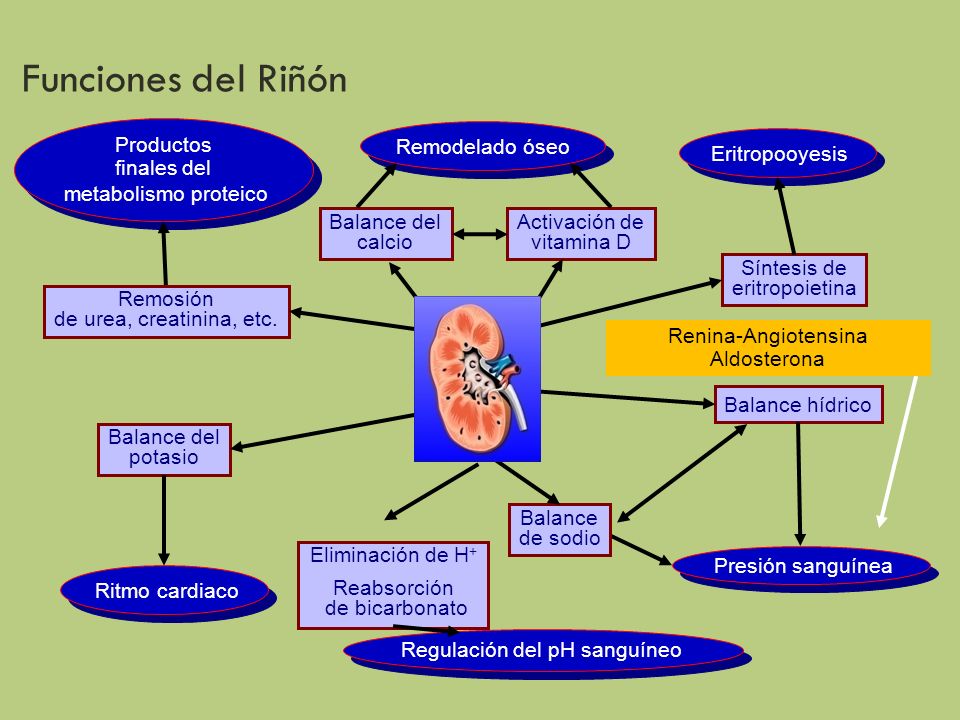 Funciones del Riñón Productos finales del metabolismo proteico