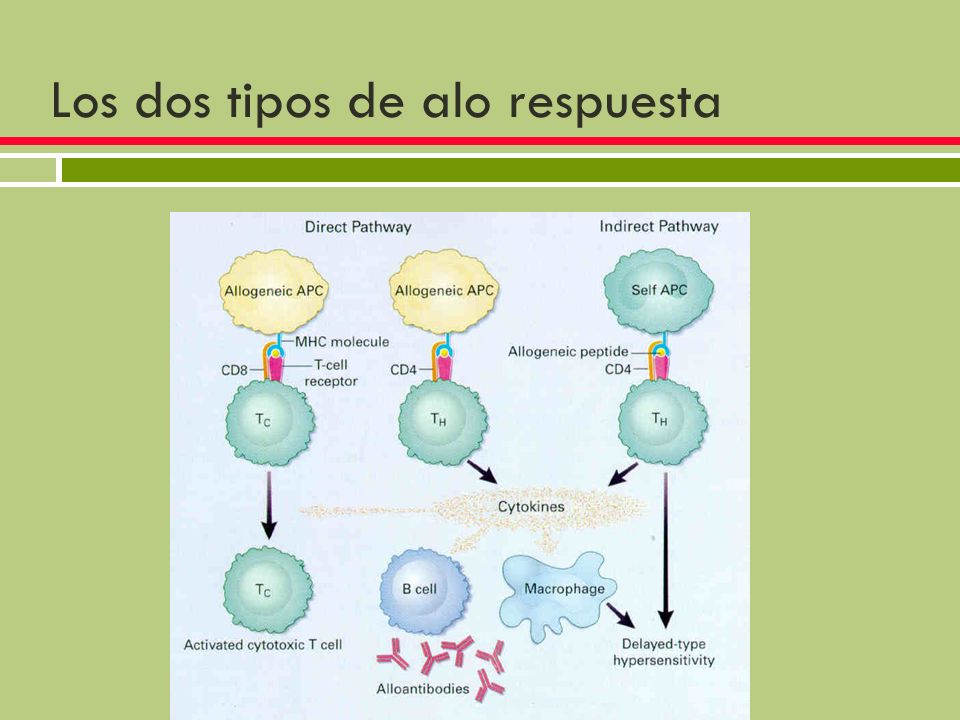 Los dos tipos de alo respuesta