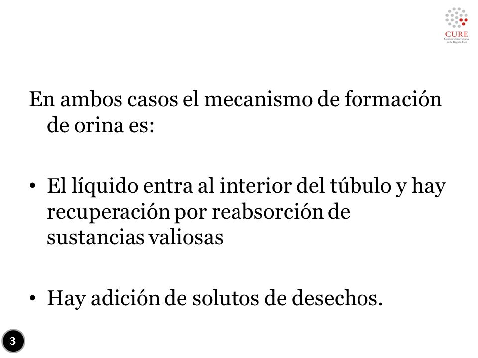En ambos casos el mecanismo de formación de orina es: