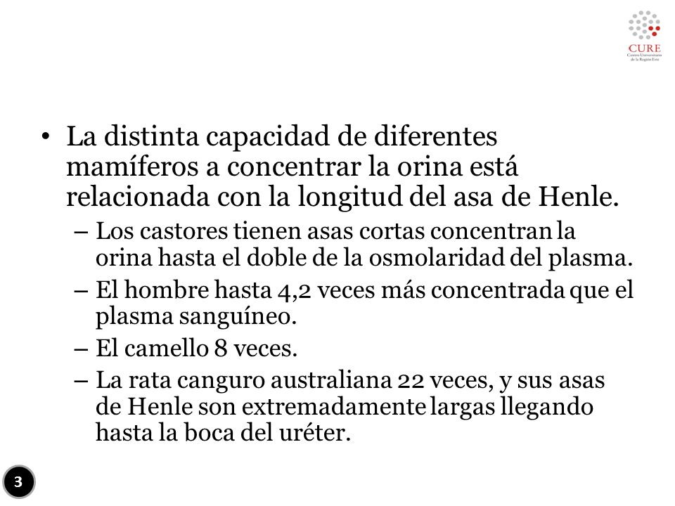La distinta capacidad de diferentes mamíferos a concentrar la orina está relacionada con la longitud del asa de Henle.