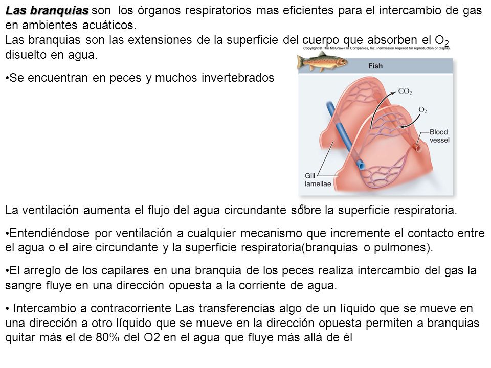 Las branquias son los órganos respiratorios mas eficientes para el intercambio de gas en ambientes acuáticos.