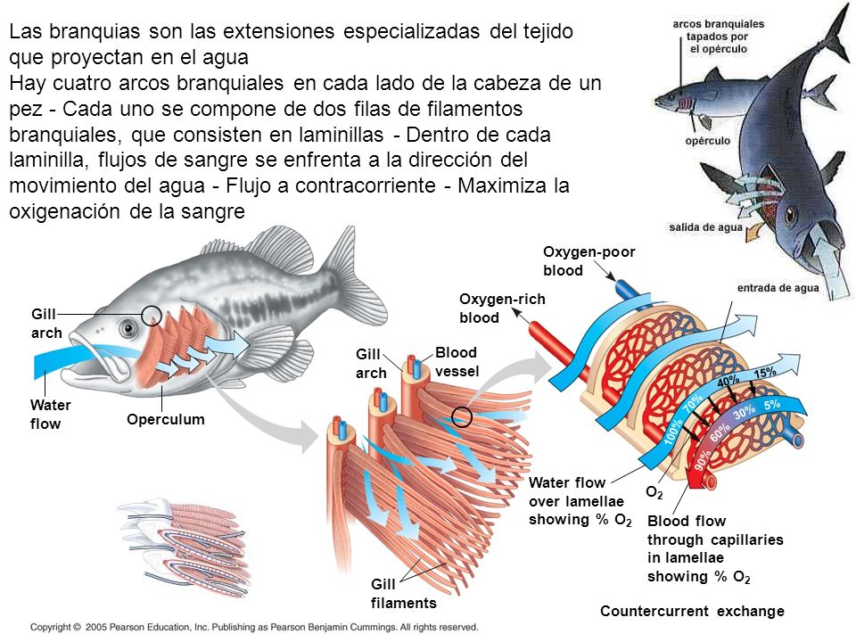 Las branquias son las extensiones especializadas del tejido que proyectan en el agua