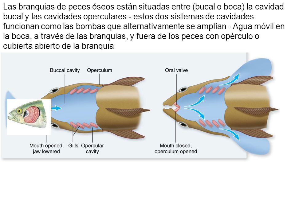 Las branquias de peces óseos están situadas entre (bucal o boca) la cavidad bucal y las cavidades operculares - estos dos sistemas de cavidades funcionan como las bombas que alternativamente se amplían - Agua móvil en la boca, a través de las branquias, y fuera de los peces con opérculo o cubierta abierto de la branquia