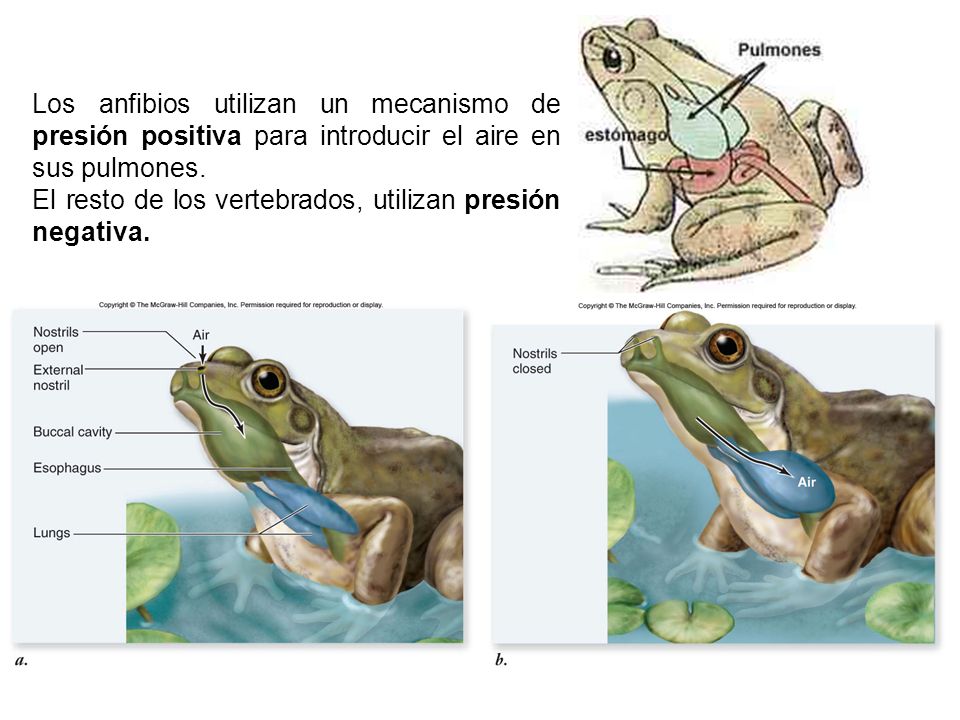 Los anfibios utilizan un mecanismo de presión positiva para introducir el aire en sus pulmones.