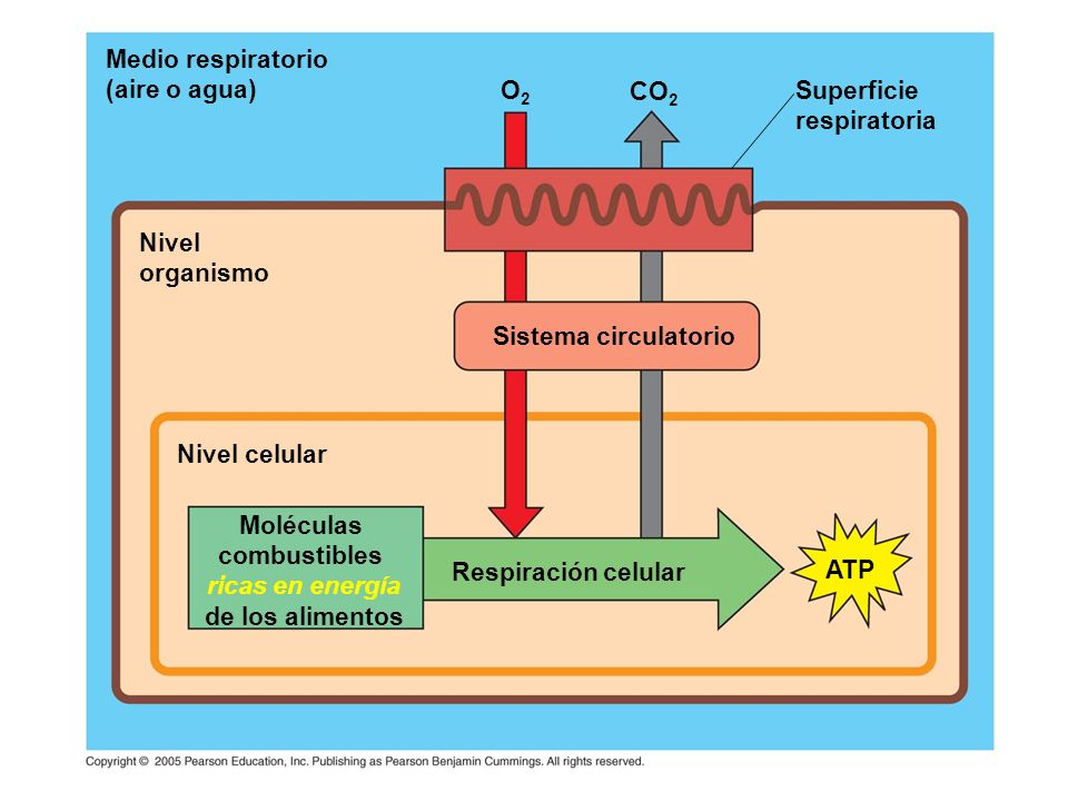 Medio respiratorio (aire o agua) Nivel. organismo. Nivel celular. Moléculas. combustibles. ricas en energía.