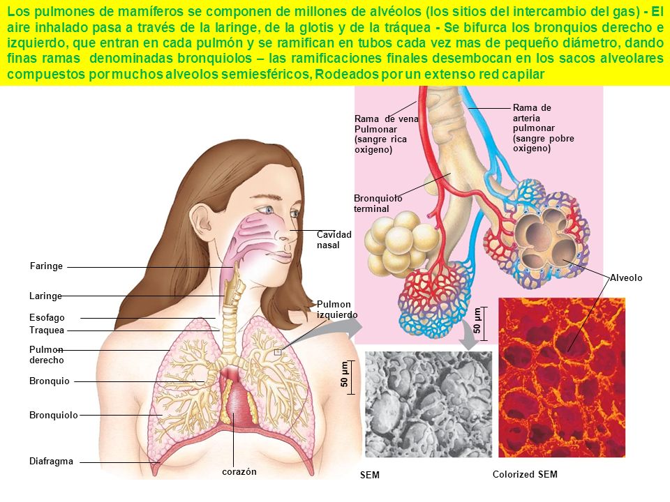 Los pulmones de mamíferos se componen de millones de alvéolos (los sitios del intercambio del gas) - El aire inhalado pasa a través de la laringe, de la glotis y de la tráquea - Se bifurca los bronquios derecho e izquierdo, que entran en cada pulmón y se ramifican en tubos cada vez mas de pequeño diámetro, dando finas ramas denominadas bronquiolos – las ramificaciones finales desembocan en los sacos alveolares compuestos por muchos alveolos semiesféricos, Rodeados por un extenso red capilar
