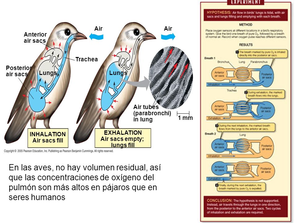 Anterior air sacs. Lungs. Posterior. Trachea. Air. Air tubes. (parabronchi) in lung. 1 mm. EXHALATION.