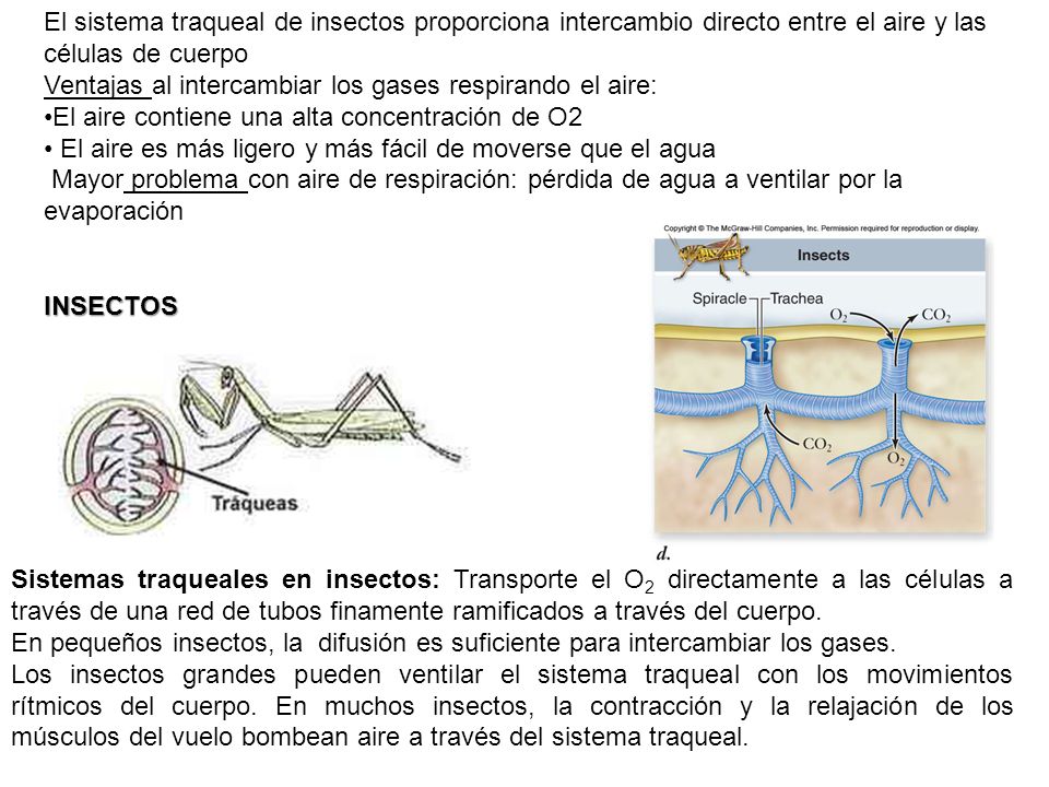 El sistema traqueal de insectos proporciona intercambio directo entre el aire y las células de cuerpo
