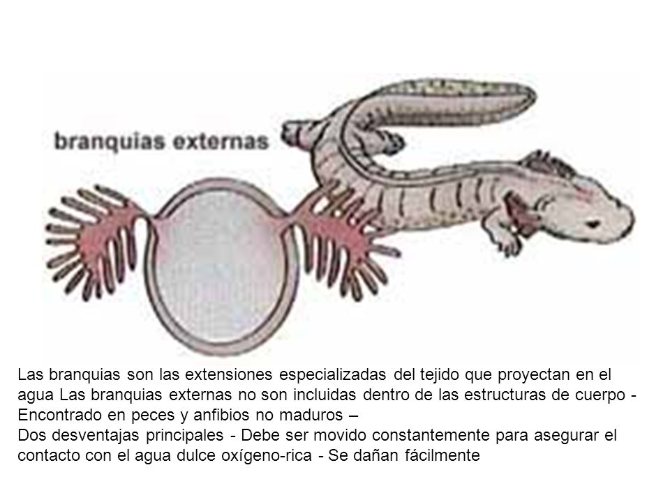 Las branquias son las extensiones especializadas del tejido que proyectan en el agua Las branquias externas no son incluidas dentro de las estructuras de cuerpo - Encontrado en peces y anfibios no maduros –