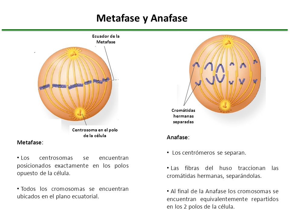 Centrosoma en el polo de la célula Cromátidas hermanas separadas