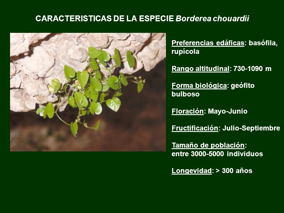CARACTERISTICAS DE LA ESPECIE Borderea chouardii