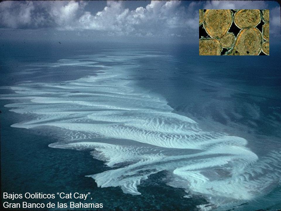 Bajos Ooliticos Cat Cay , Gran Banco de las Bahamas