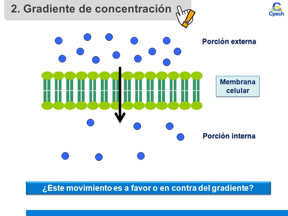 ¿Este movimiento es a favor o en contra del gradiente