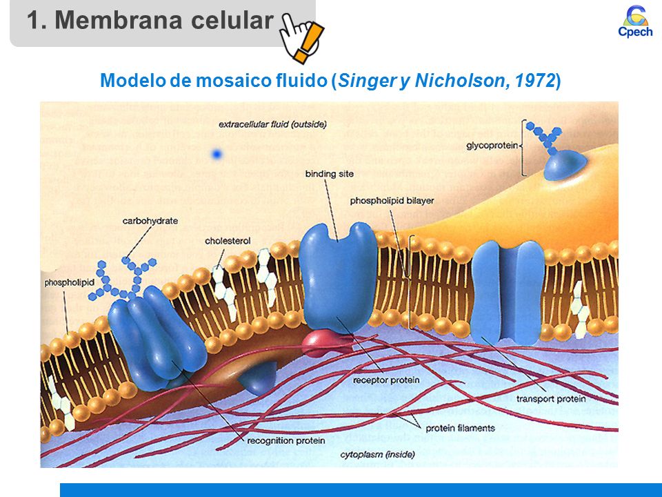 PPTCES004CB31-A16V1 Clase Membrana celular: modelo de organización.  Transporte a través de membrana. - ppt descargar