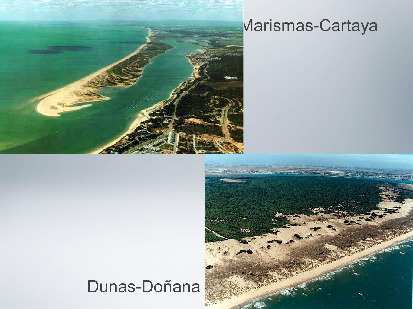 Marismas-Cartaya Dunas-Doñana