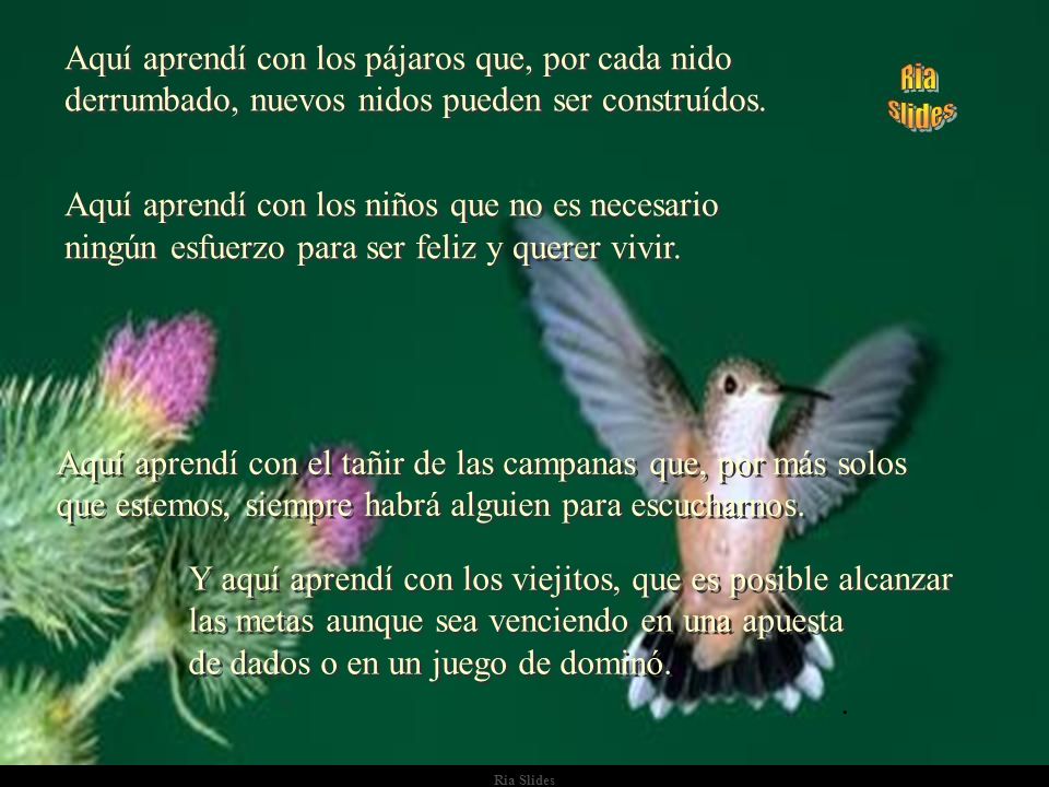 Aquí aprendí con los pájaros que, por cada nido derrumbado, nuevos nidos pueden ser construídos.