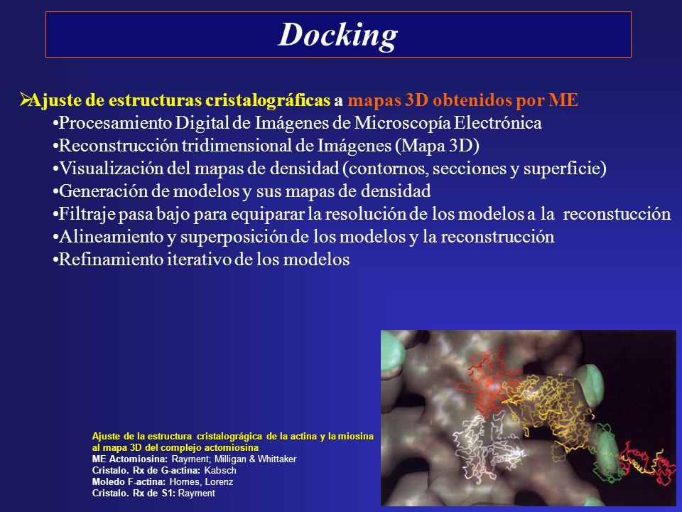 Docking Ajuste de estructuras cristalográficas a mapas 3D obtenidos por ME. Procesamiento Digital de Imágenes de Microscopía Electrónica.