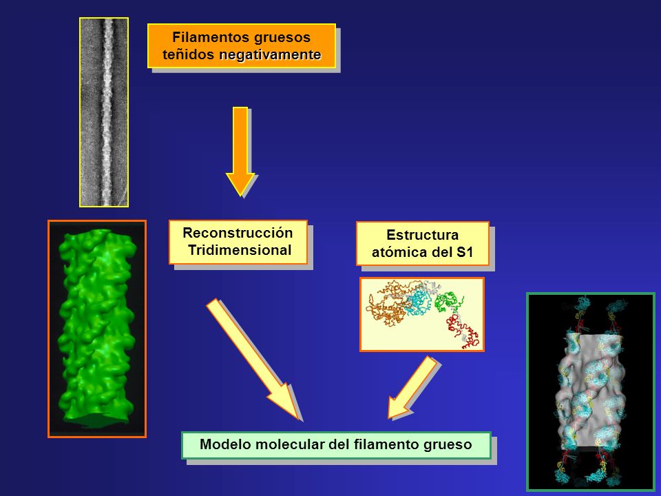 Filamentos gruesos teñidos negativamente