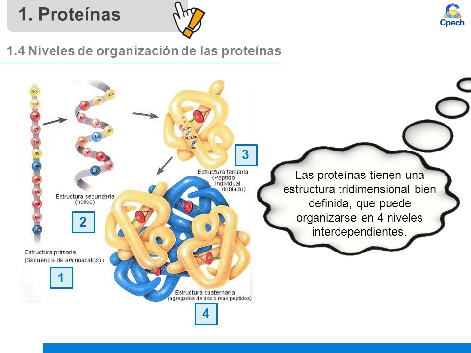1. Proteínas 1.4 Niveles de organización de las proteínas